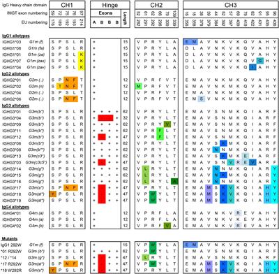 FcγR Binding and ADCC Activity of Human IgG Allotypes